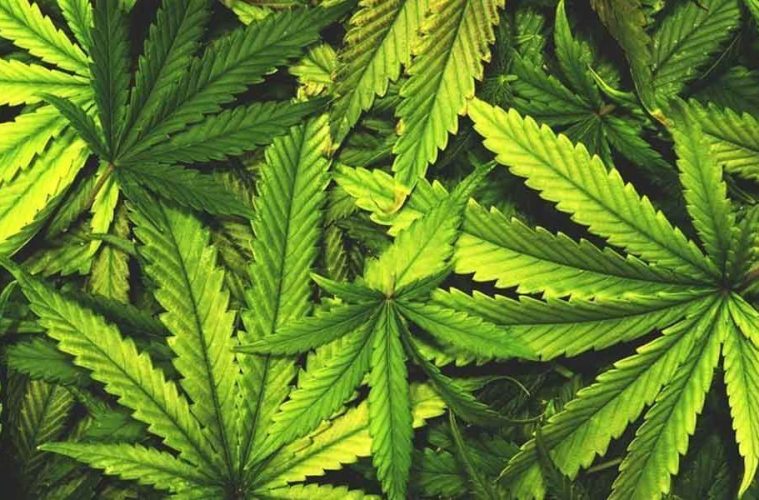 What Are the Benefits of Marijuana
